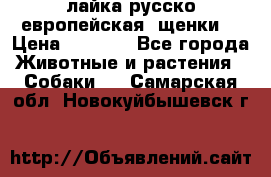 лайка русско-европейская (щенки) › Цена ­ 5 000 - Все города Животные и растения » Собаки   . Самарская обл.,Новокуйбышевск г.